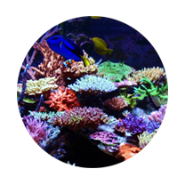 Artificial Reef Tank