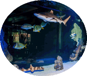 Luxury Aquarium