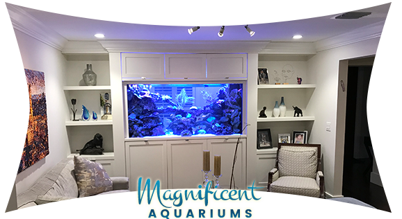 Luxury Aquariums
