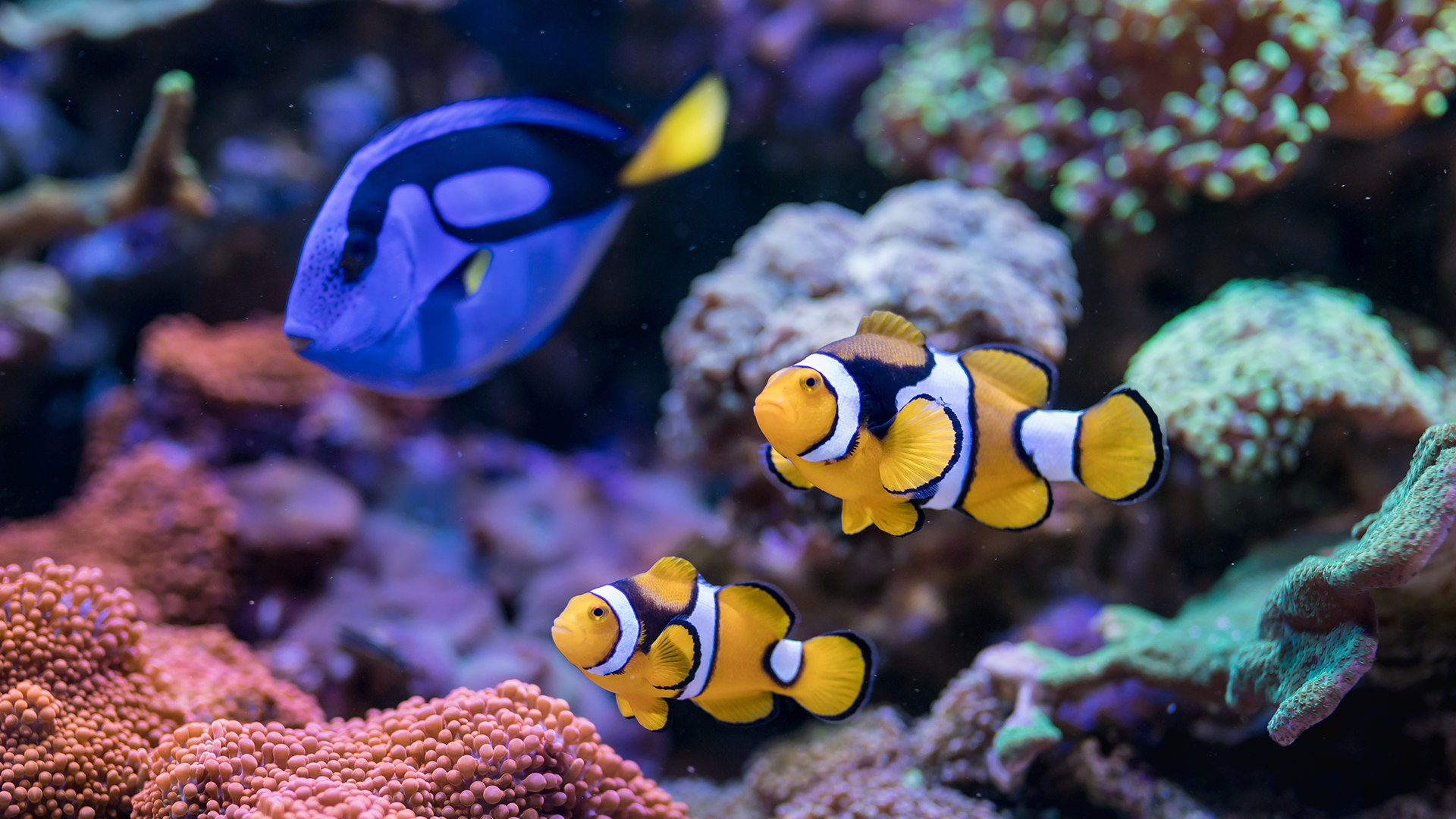 Why a Saltwater Aquarium Is a Splash of Fun for Your Home!