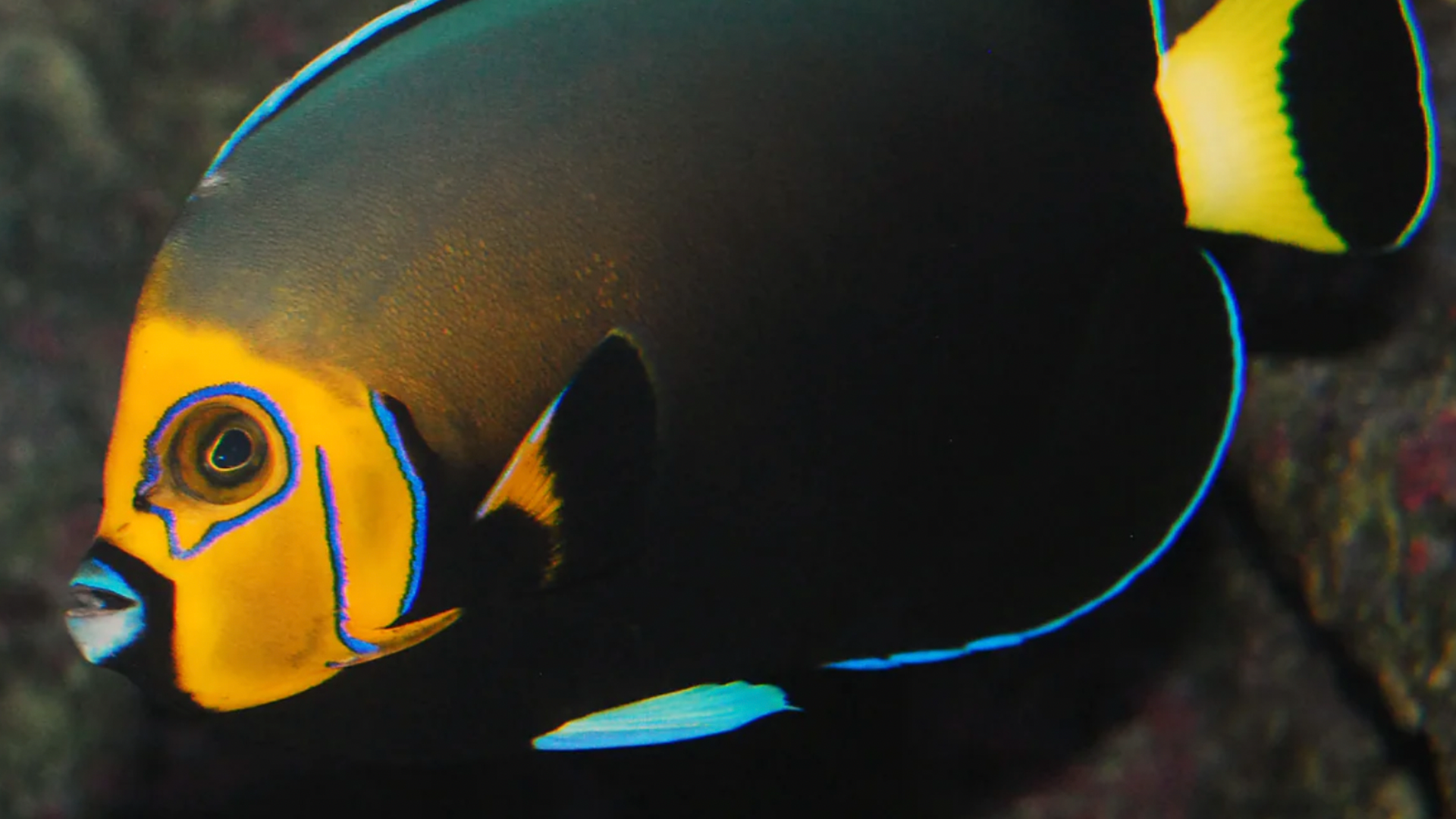 Where in the World is Bryan Ehlers?”Aquatic Adventure: Chasing Conspicillatus!