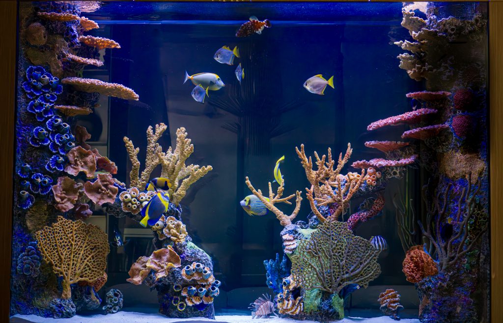 6. Royal Palm - Dining Room Side Aquarium Shot