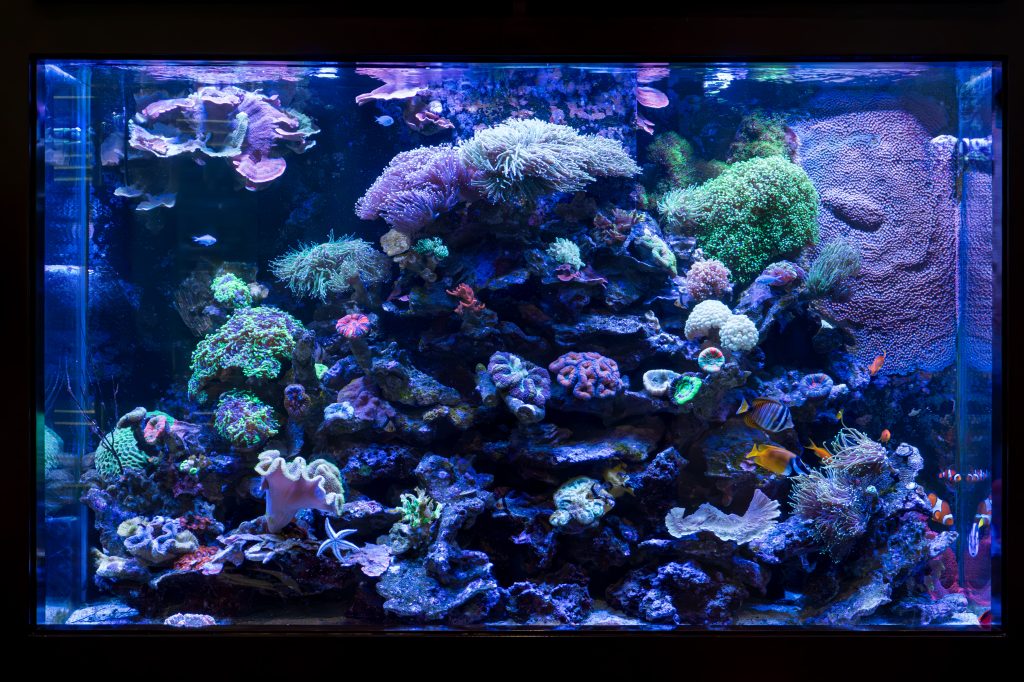 Delray Live Reef- Aquarium Shot