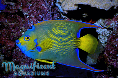 Luxury Fish Tanks - Magnificent AquariumsMagnificent Aquariums