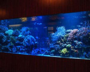 Luxury Custom Aquariums | Fish Tank Maintenance ServiceMagnificent ...