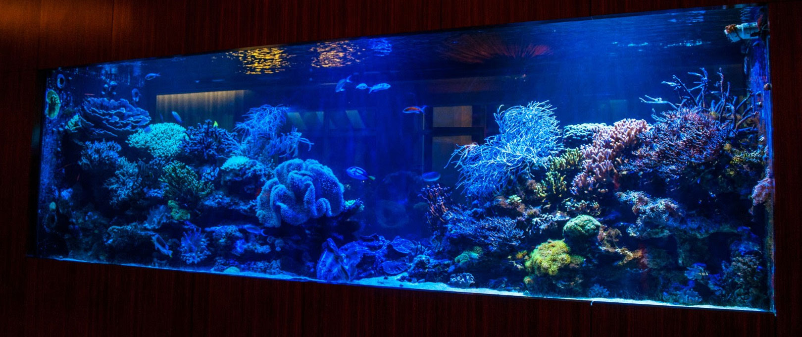 Luxury Custom Aquariums Fish Tank Maintenance ServiceMagnificent