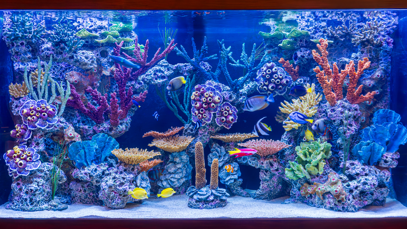 Customizing Artificial Reefs for Any Interior Design